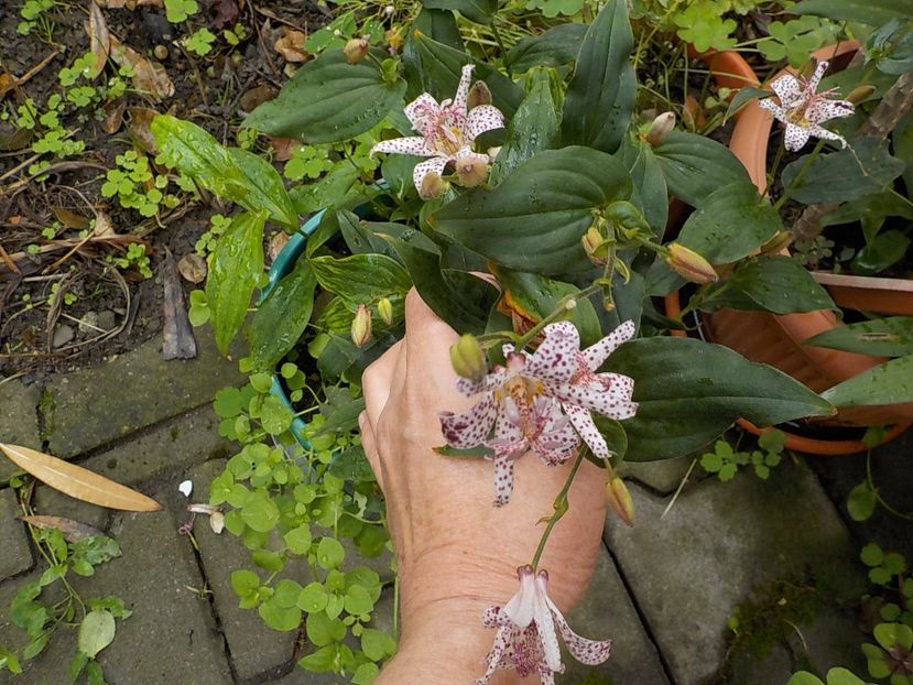  - tricyrtis hirta