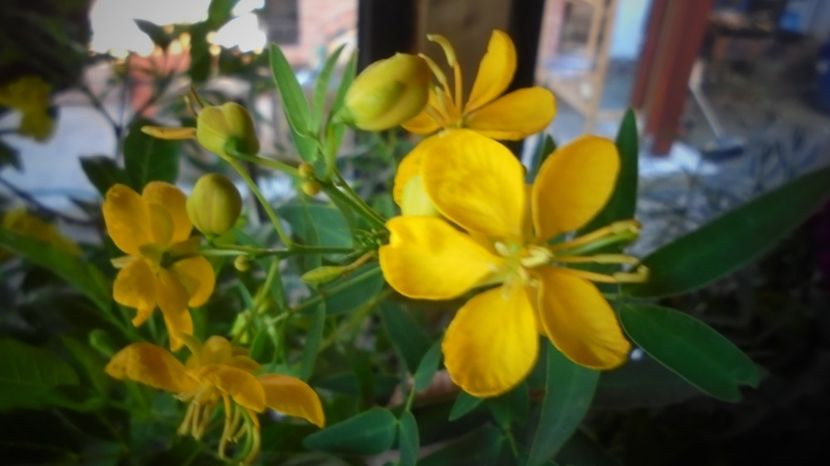 Senna,inflorescente de miere... - Culori 2020