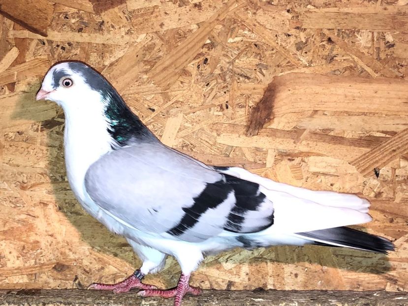 8503  mascul  2020 - Plecați ALBUM 3