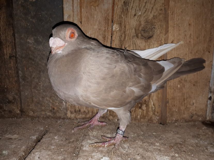 F vîndută - J2 _ tineret 2020