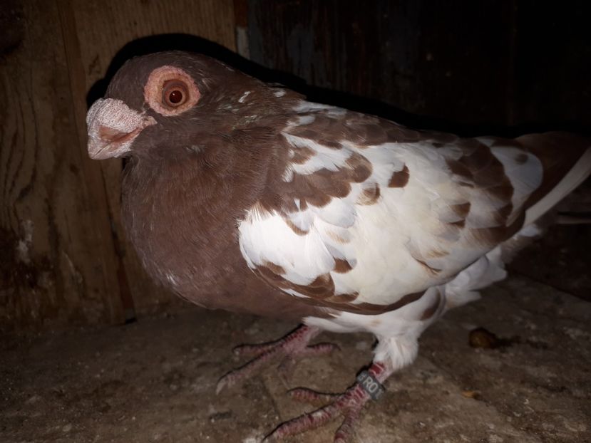 F vîndută - J2 _ tineret 2020