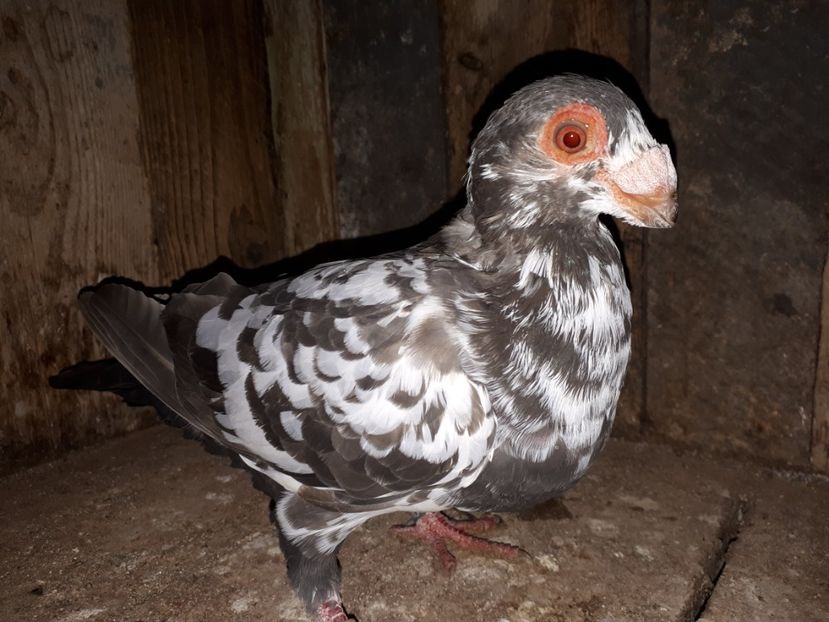 M Vîndut - J2 _ tineret 2020