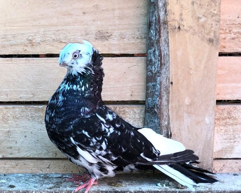 8779  femelă  2020_2 - pui 2020 BM