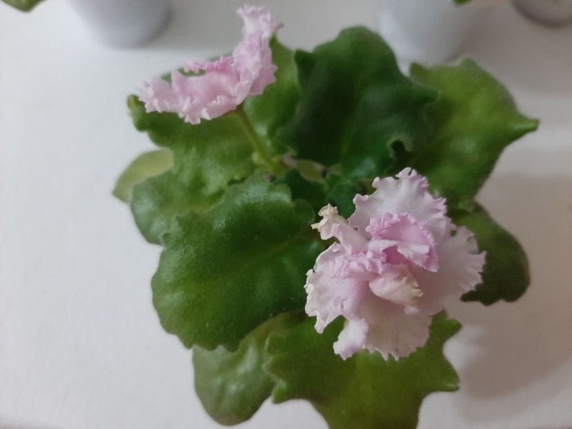  - Înfloririi de toamna