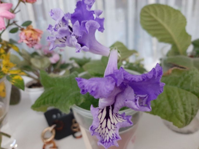  - Înfloririi de toamna