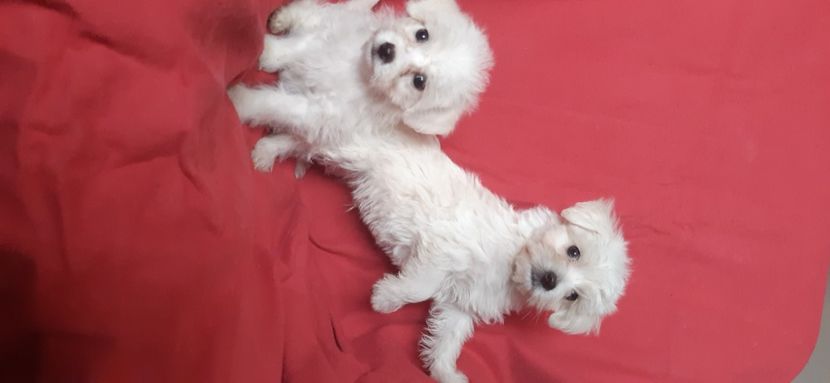 Bichon Maltese - Bichon Maltese