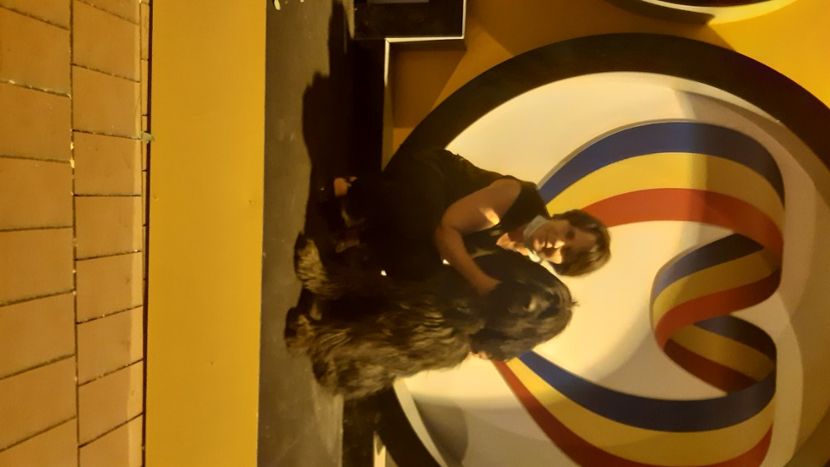 Ciobanesc de Brie BRIARD - BRIARD Ciobanesc de BRIE