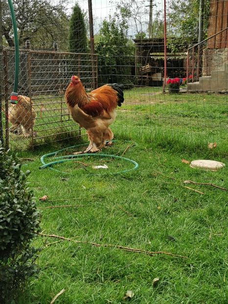  - Brahma Columbia 2020-2021