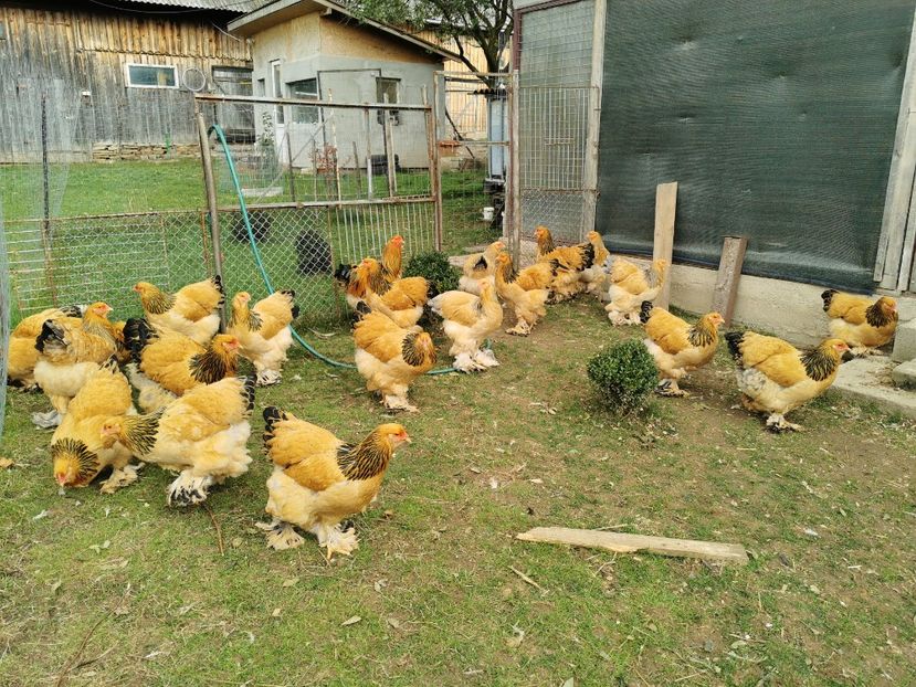  - Brahma Columbia 2020-2021