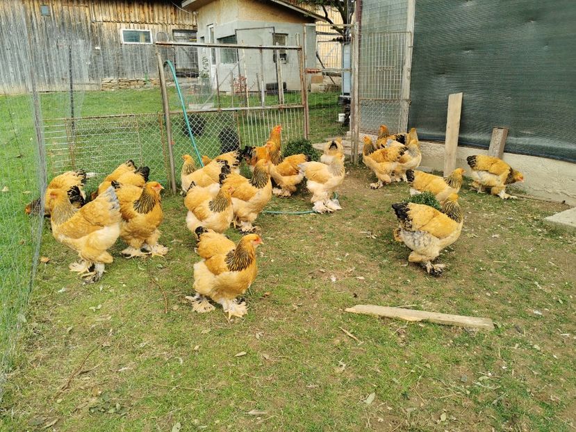  - Brahma Columbia 2020-2021