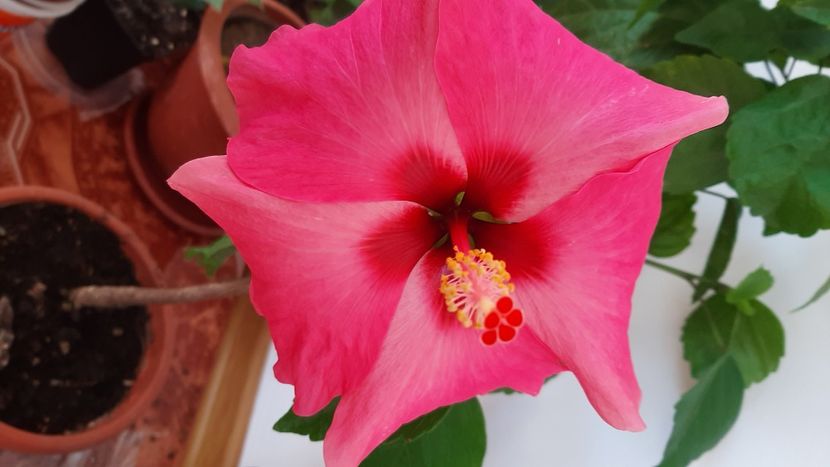Adonicus pink - Hibiscusi 2020