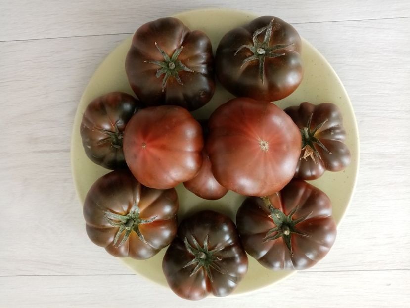 PRIMORA 4 - TOMATE 2020 ALBUM 15