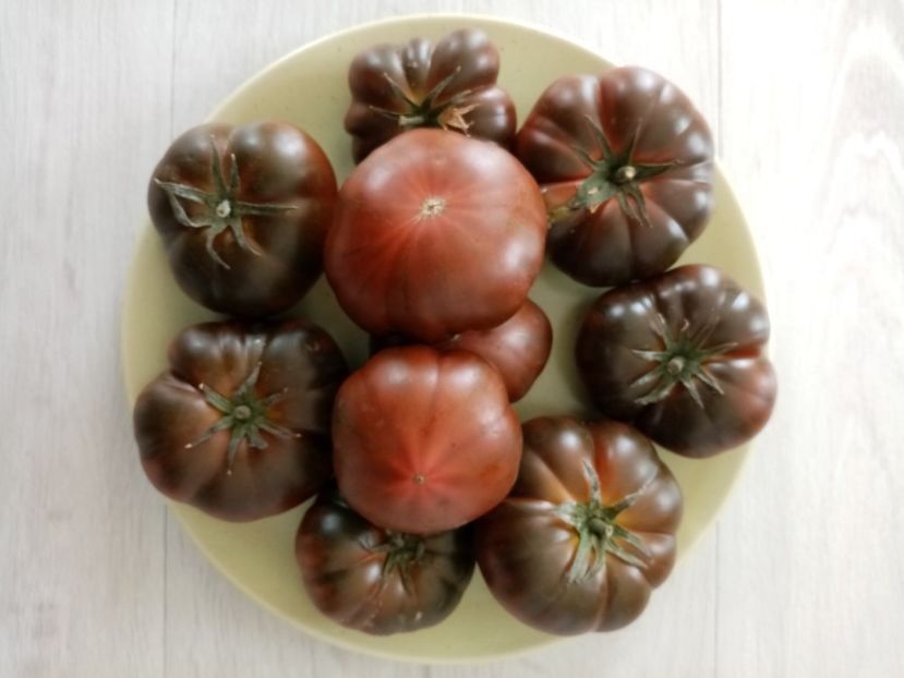 PRIMORA 5 - TOMATE 2020 ALBUM 15