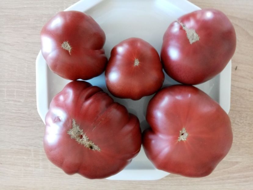 PRIMORA 7 - TOMATE 2020 ALBUM 15