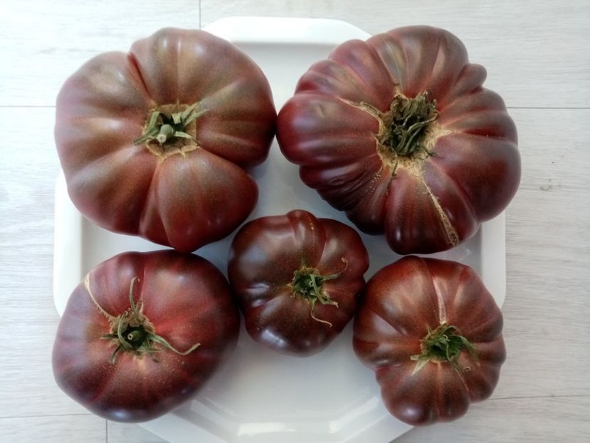 PRIMORA 8 - TOMATE 2020 ALBUM 15