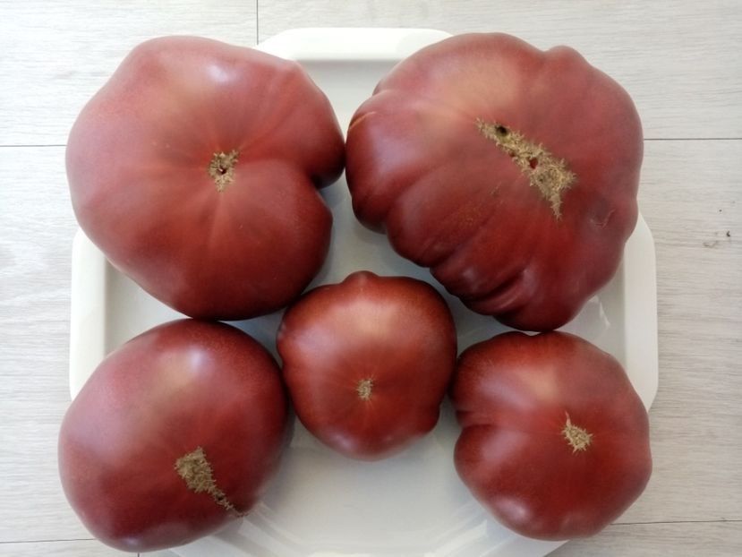 PRIMORA 9 - TOMATE 2020 ALBUM 15