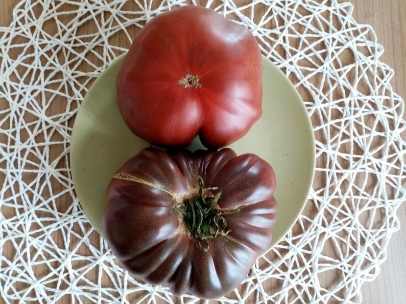 BLACK RUSSIAN 6 - TOMATE 2020 ALBUM 15