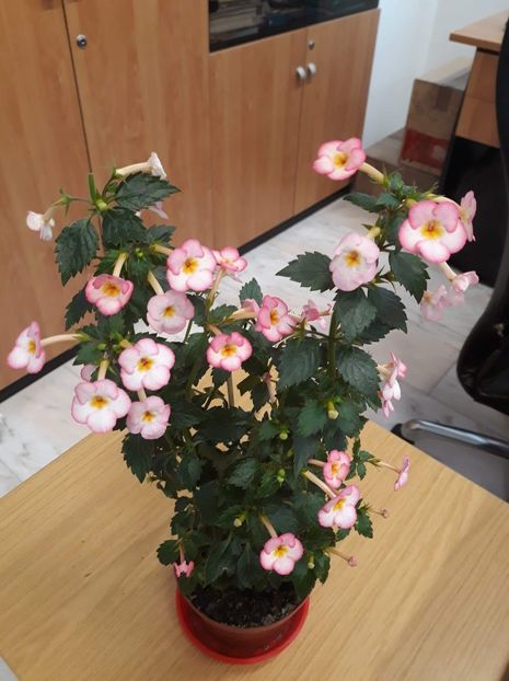  - 001 2021 - Ivory Blush