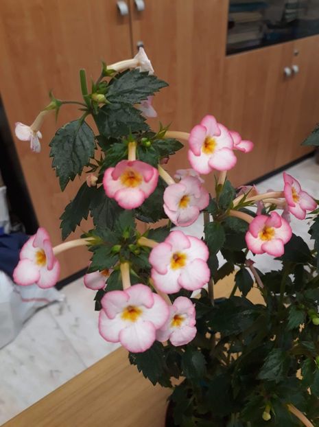  - 001 2021 - Ivory Blush