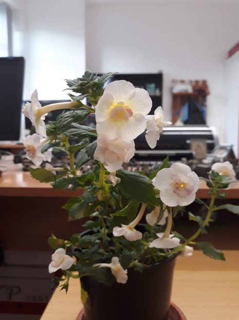 Summer Clouds  - Britta Dietze - R20 - Summer Clouds