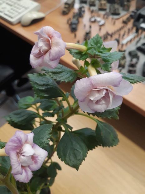  - 0001 2022 - Vanilla Custard