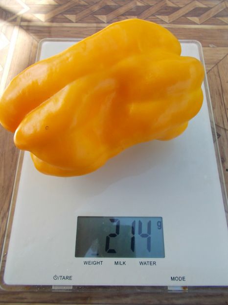  - SEMINTE ARDEI - A 27 SOLNTSE VSELENNOY PAPRIKA