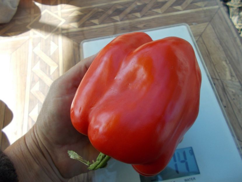  - SEMINTE ARDEI - A 23 GALIAF PAPRIKA