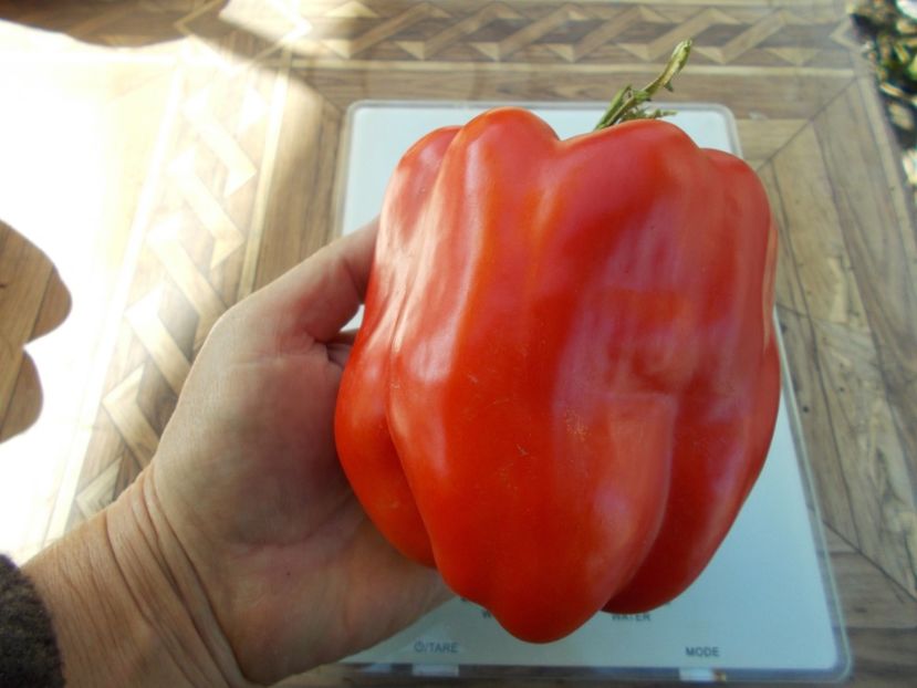  - SEMINTE ARDEI - A 23 GALIAF PAPRIKA