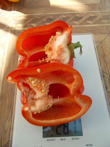  - SEMINTE ARDEI - A 23 GALIAF PAPRIKA