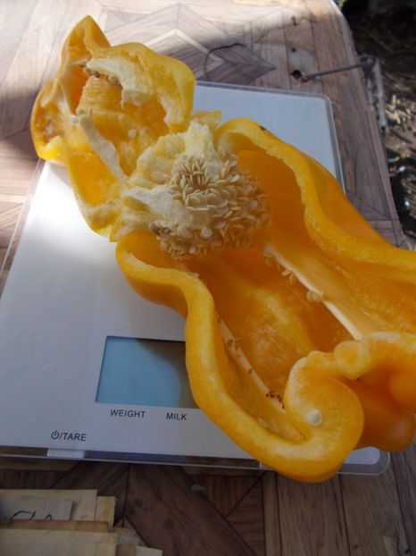  - SEMINTE ARDEI - A 27 SOLNTSE VSELENNOY PAPRIKA