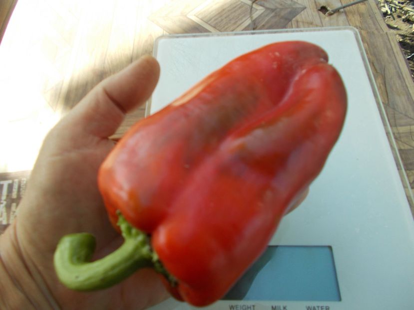  - SEMINTE ARDEI - A 26 LAMUYO PAPRIKA