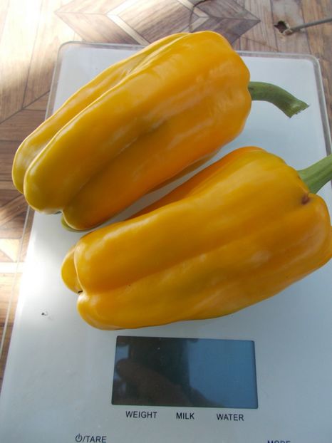  - SEMINTE ARDEI - A 30 TREBIJA