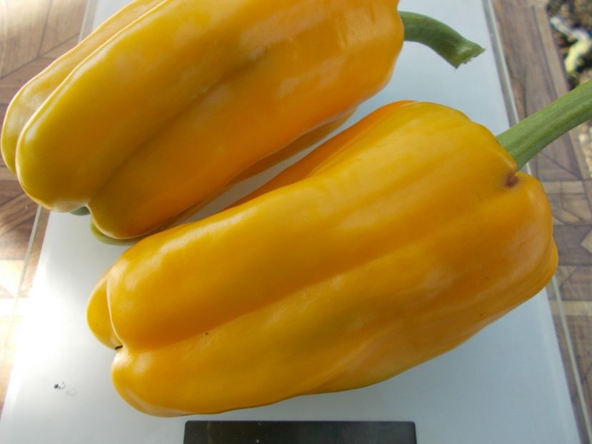  - SEMINTE ARDEI - A 30 TREBIJA