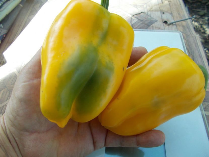  - SEMINTE ARDEI - A 19 AMARELLO SWEET PEPPER YELLOW GIANT