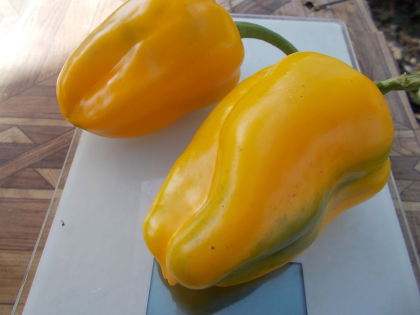  - SEMINTE ARDEI - A 19 AMARELLO SWEET PEPPER YELLOW GIANT