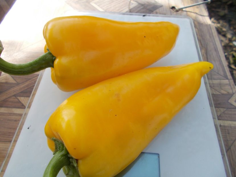  - SEMINTE ARDEI - A 22 CORNO DI TORRO GIALLO