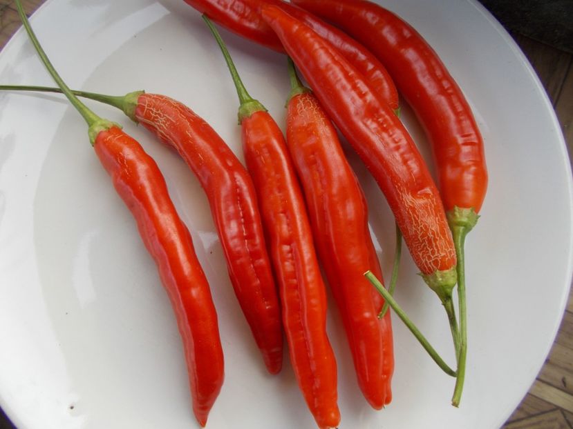  - SEMINTE ARDEI IUTE - AI 70 CAP 528 bacatum - NEIZOLAT