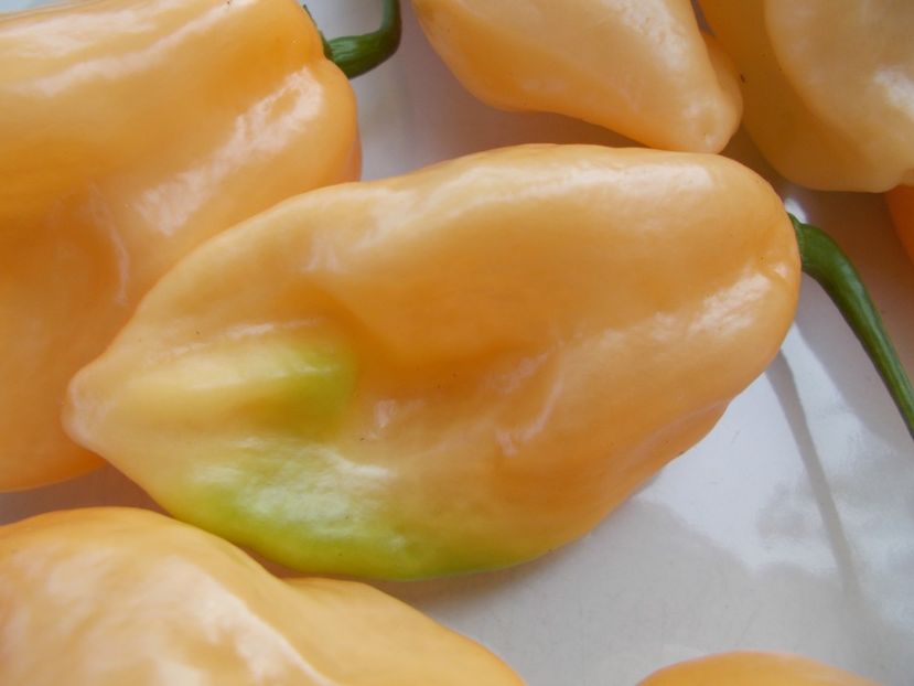  - SEMINTE ARDEI IUTE - AI 92 PINK HABANERO ISO - NEIZOLAT