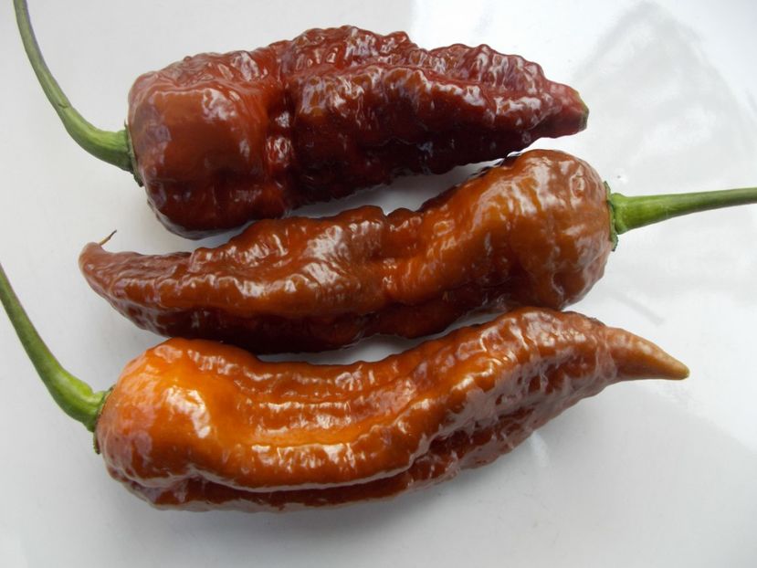  - SEMINTE ARDEI IUTE - AI 99 SAY S X BHUT PHENO 2 CHOCO - NEIZOLAT