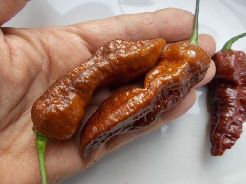  - SEMINTE ARDEI IUTE - AI 99 SAY S X BHUT PHENO 2 CHOCO - NEIZOLAT