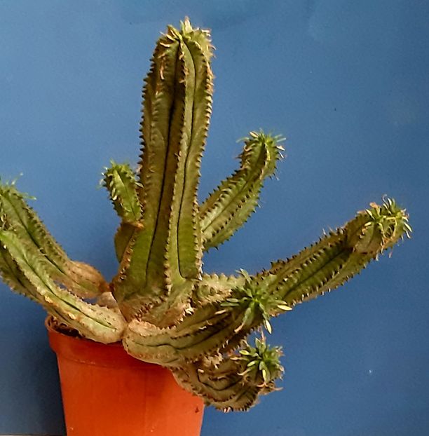Euphorbia hb. 60 lei - Plante de vanzare