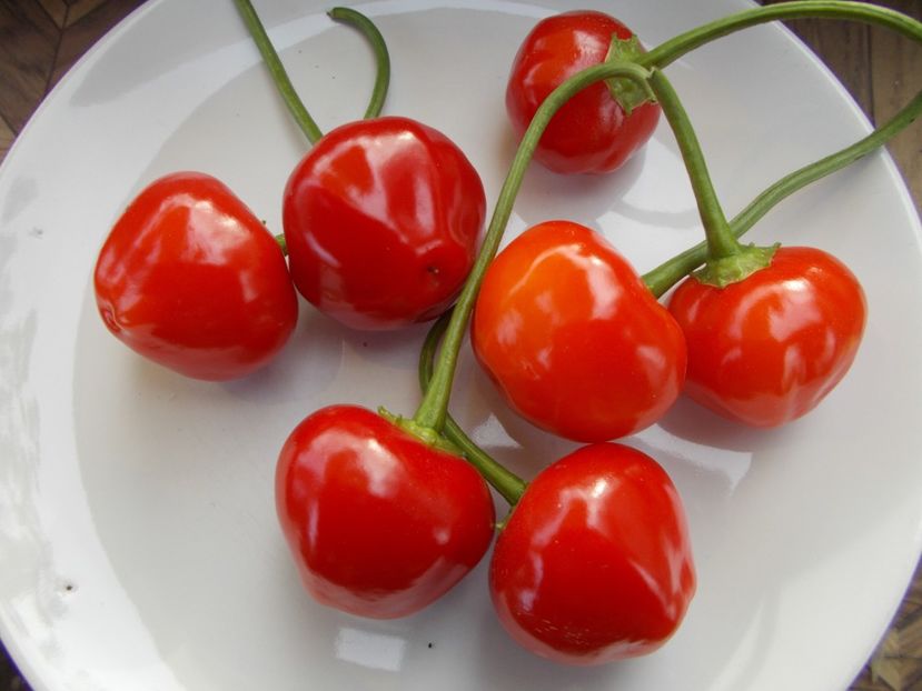  - SEMINTE ARDEI IUTE - AI 75 ETIOPIAN PEPPER TREE bacatum - NEIZOLAT