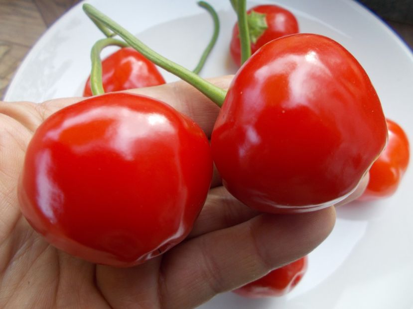  - SEMINTE ARDEI IUTE - AI 75 ETIOPIAN PEPPER TREE bacatum - NEIZOLAT