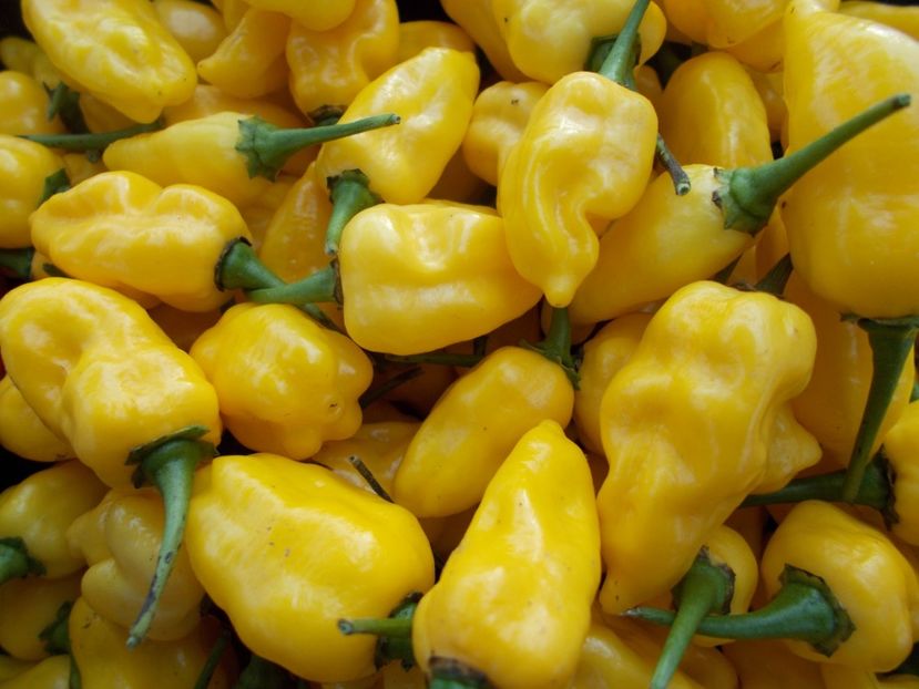  - SEMINTE ARDEI IUTE - AI 85 NEON YELLOW HABANERO