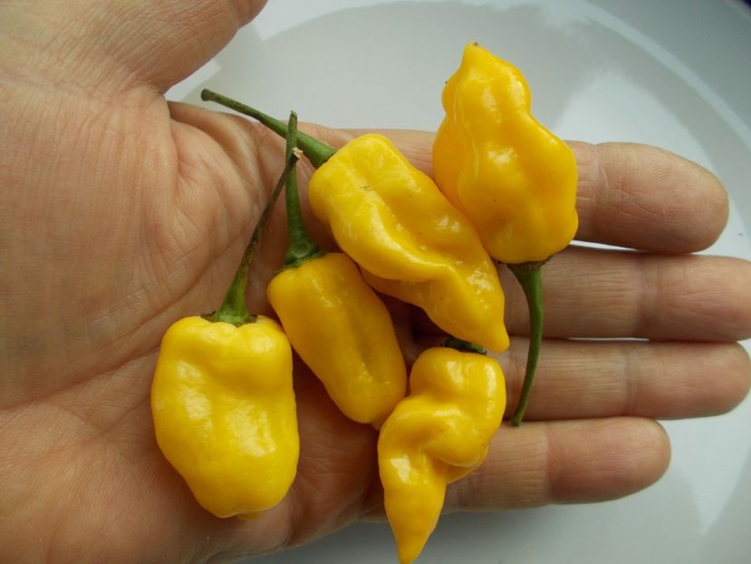  - SEMINTE ARDEI IUTE - AI 85 NEON YELLOW HABANERO