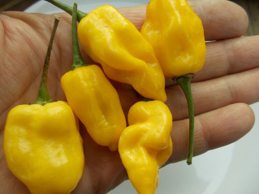  - SEMINTE ARDEI IUTE - AI 85 NEON YELLOW HABANERO