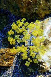  - POMISORI Feng shui - de vanzare