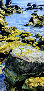  - POMISORI Feng shui - de vanzare