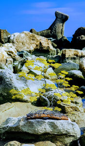  - POMISORI Feng shui - de vanzare