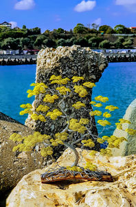  - POMISORI Feng shui - de vanzare